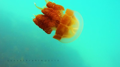Saingan Raja Ampat Ada di Derawan, Kaltim