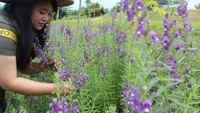 safari lagoi dan eco farm