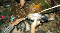 Usai kotorannya dibersihkan dan dibumbui, mujaer ditusuk dengan tusukan kayu