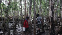 Kondisi hutan rawa. Kedua teman saya sedang mencari sumber air. Kegiatan dilakukan dalam rentang musim kemarau. Ketika musim penghujan, hutan dapat tergenang setinggi lutut sampai pinggang orang dewasa. Batas air pada pohon genangan