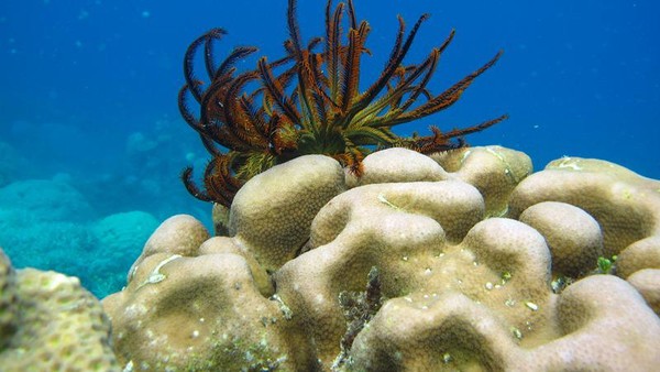 Seperti Inilah Bawah Laut Karimunjawa