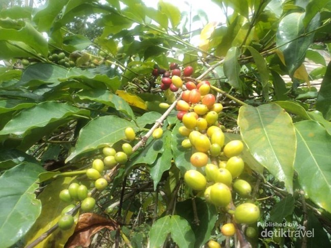 Serunya Berlebaran di Tanah Gayo, Aceh