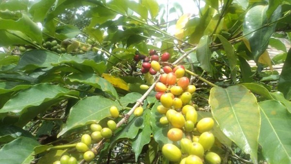 Serunya Berlebaran di Tanah Gayo, Aceh
