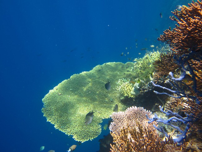 Snorkeling di Pulau Menjangan Bali, Mantap!