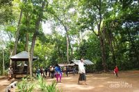Hutan Lemor Menikmati Keindahan Alam Hutan Hujan Tropis Yang Asri Di Lombok