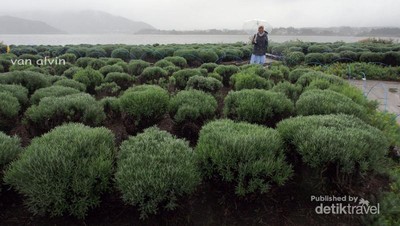 Taman Anti Mainstream di Jepang