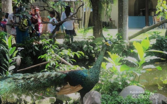 Terkesima dengan Surga Burung di Pulau Dewata