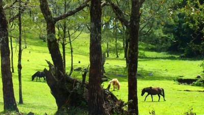 Timor Tengah Selatan yang Selalu Menggoda