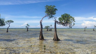 Yang Belum Kamu Tahu dari Sumba, Pohon Menari