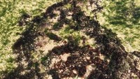 Rumput laut berpadu air jernih