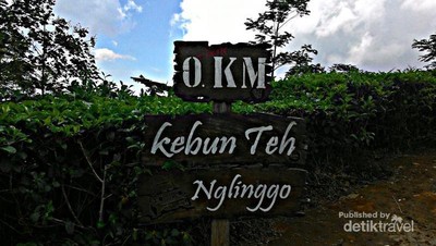 Yogyakarta Punya Pesona Kebun Teh Nglingo Kulonprogo