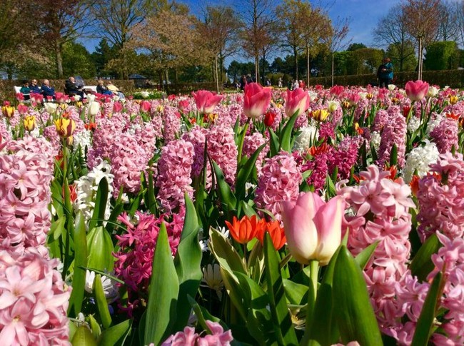 Yuk, Intip Warna-warni Bunga Keukenhof yang Ikonik