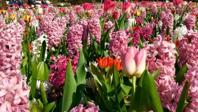 Yuk, Intip Warna-warni Bunga Keukenhof yang Ikonik
