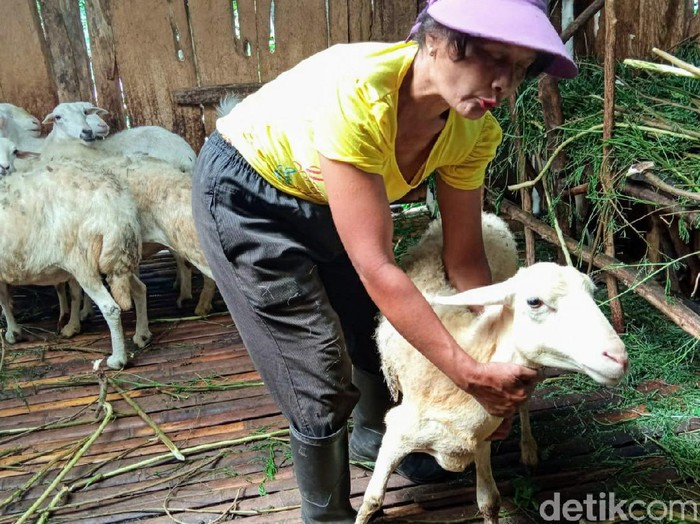 Kambing milik warga Sempol, Kecamatan Ijen masih menjadi korban serangan misterius. Terakhir, ada 2 kambing yang diserang namun tak sampai mati.