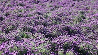 Ada pula hamparan bunga lavender yang cantik. (Shinan County Office)