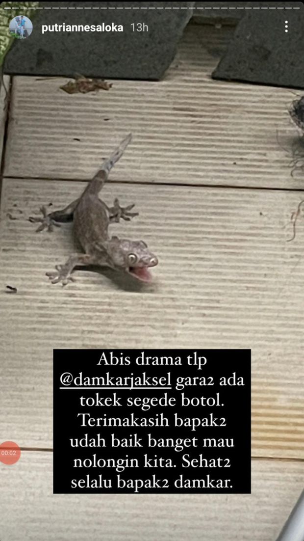 Putri Anne temukan tokek di rumahnya