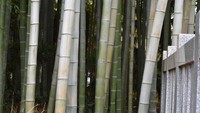 Adalah hutan Yawata no Yabushirazu yang terletak di Prefektur Chiba. Legendanya, hutan yang satu ini dipercaya begitu terlarang. Disebutkan, barang siapa yang menginjakkan kaki di sini akan hilang (istimewa)