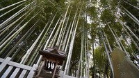 Seperti di Indonesia, Jepang juga punya hutan yang disakralkan. Berlokasi di pinggir Tokyo, konon siapa yang memasukinya bisa hilang (istimewa)