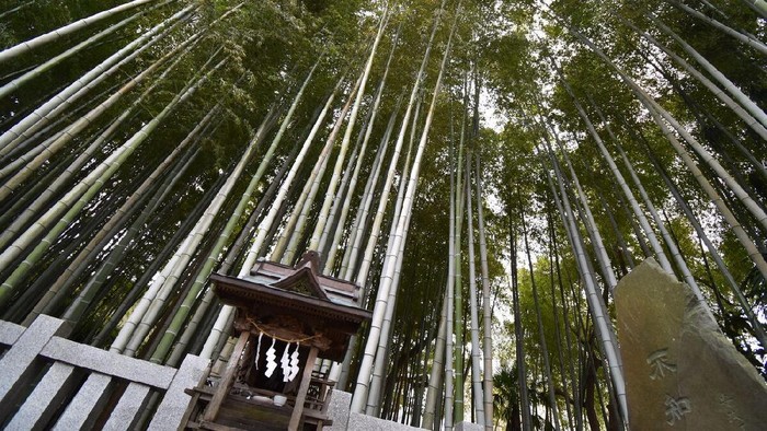 Hutan terlarang di Jepang.