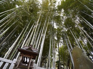 Hutan Terlarang Jepang, Masuk Sini Bisa Hilang