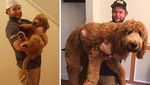 Potret Anjing Bergaya Before-After yang Bikin Gemas