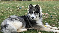 Dalam 9 bulan saja anjing bernama Enzo ini terlihat menawan dan gagah. Matanya itu lho!