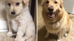 Potret Anjing Bergaya Before-After yang Bikin Gemas