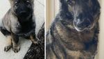 Potret Anjing Bergaya Before-After yang Bikin Gemas
