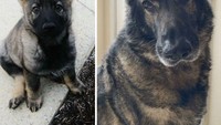 Bayi anjing vs dirinya yang berumur 10 tahun.