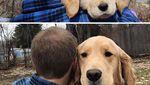 Potret Anjing Bergaya Before-After yang Bikin Gemas
