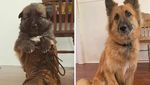 Potret Anjing Bergaya Before-After yang Bikin Gemas
