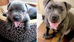 Potret Anjing Bergaya Before-After yang Bikin Gemas