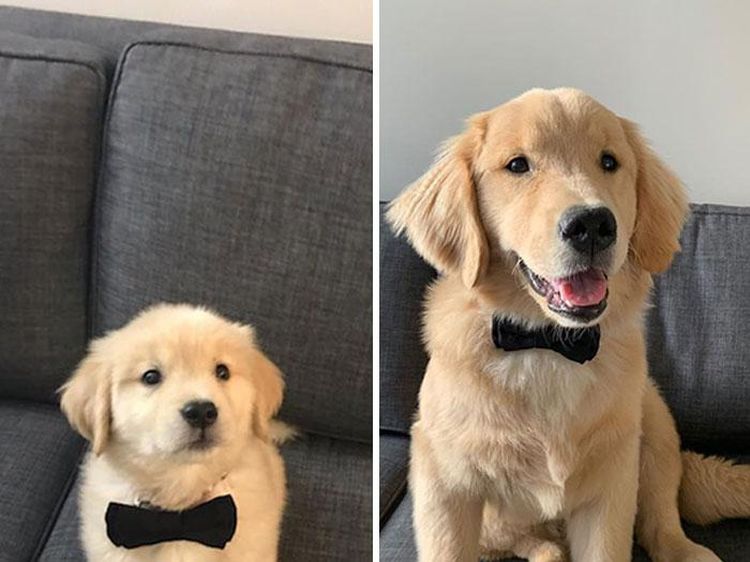 Potret Anjing Bergaya Before-After yang Bikin Gemas