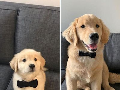 Potret Anjing Bergaya Before-After yang Bikin Gemas