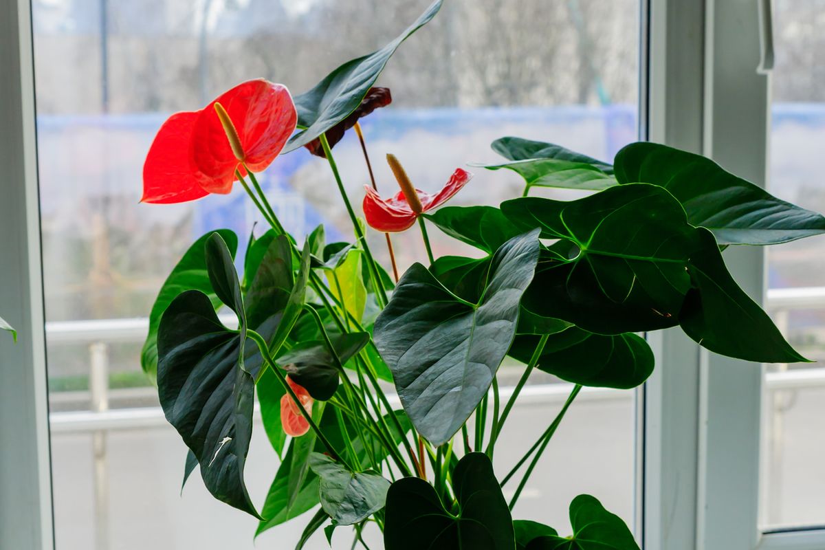 Tanaman Hias untuk Tahun Baru Imlek: Si Cantik Anthurium yang Berwarna Merah