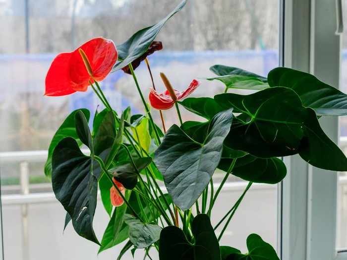 anthurium Pink blooming anthurium flower in window sill. domestic gardening. Home plant