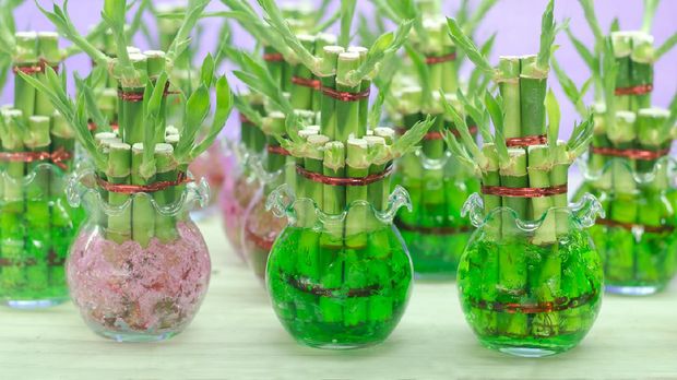 Lucky bamboo (Dracaena sanderiana) in a glass pot Foto: Getty Images/iStockphoto/bentaboe