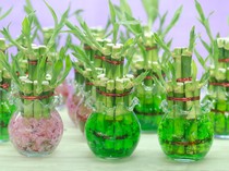 7 Manfaat Memiliki Tanaman Bambu Hoki di Rumah yang Jarang Disadari