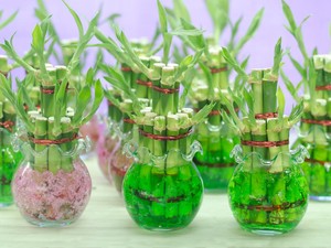 Bambu Hoki Bisa Membawa Keberuntungan bagi Pemiliknya, Benarkah?