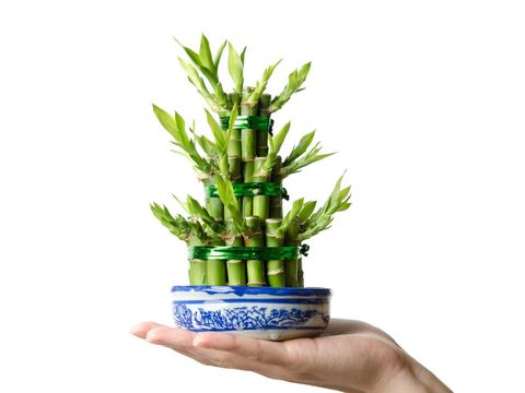 Chinese Lucky bamboo, Dracaena sanderiana, isolated