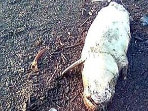 Duyung 140 Kg Ditemukan Mati Terdampar di Dumai Riau