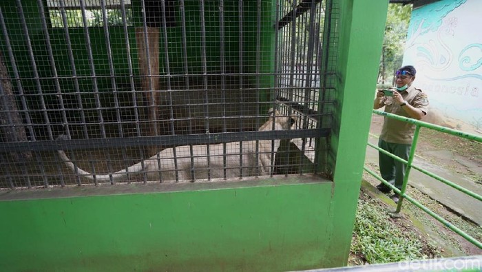 BKSA Jateng meninjau kelayakan kandang di Taman Jurug, Rabu (9/2/2021).