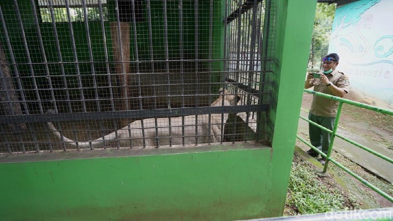 BKSA Jateng meninjau kelayakan kandang di Taman Jurug, Rabu (9/2/2021). BKSA Jateng meninjau kelayakan kandang di Taman Jurug, Rabu (9/2/2021).