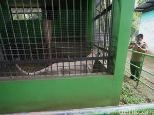 Berkaca Harimau Lepas di Sinka Zoo, BKSDA Jateng Cek Kandang di Taman Jurug
