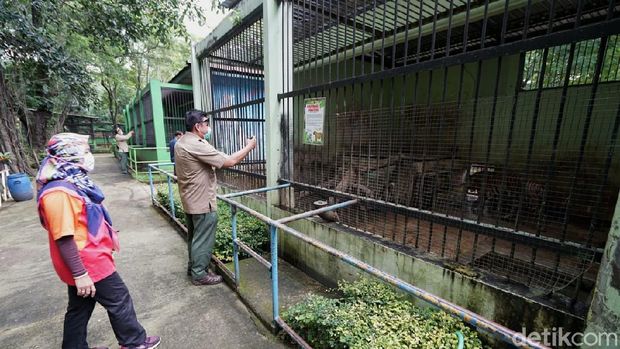 BKSA Jateng meninjau kelayakan kandang di Taman Jurug, Rabu (9/2/2021).