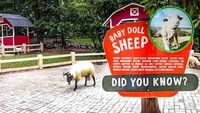 Mulai dari anak domba, keledai, kuda poni, rusa hingga kelinci. Ada pula informasi yang tertera di masing-masing kandang (Cimory Puncak/instagram)
