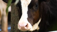 Sebagai maskotnya, tentu sapi juga ada di mini zoo ini. Traveler bisa melihat sapi-sapi kecil minum susu (Cimory Puncak/instagram)