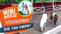 Puas berfoto, destinasi menarik selanjutnya adalah Cimory Forest Walk. Masih berada di kawasan Cimory Riverside, di sini traveler akan bertemu hewan menggemaskan di mini zoo. (Cimory Puncak/instagram)