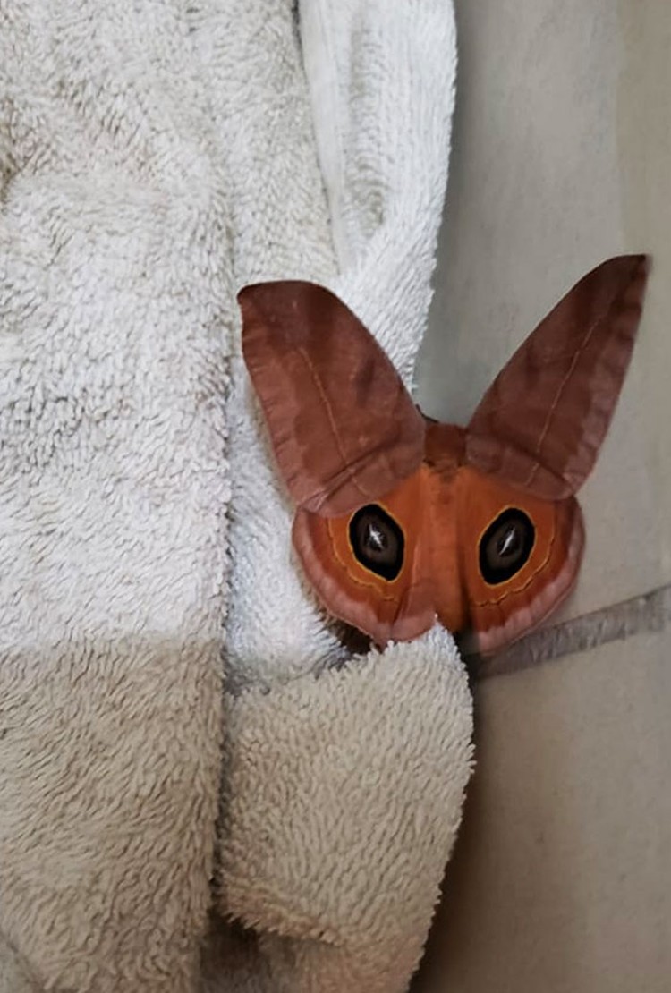 Foto Fenomena Pareidolia