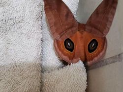 Hati-hati Mata Terkecoh, Ini Foto Fenomena Pareidolia